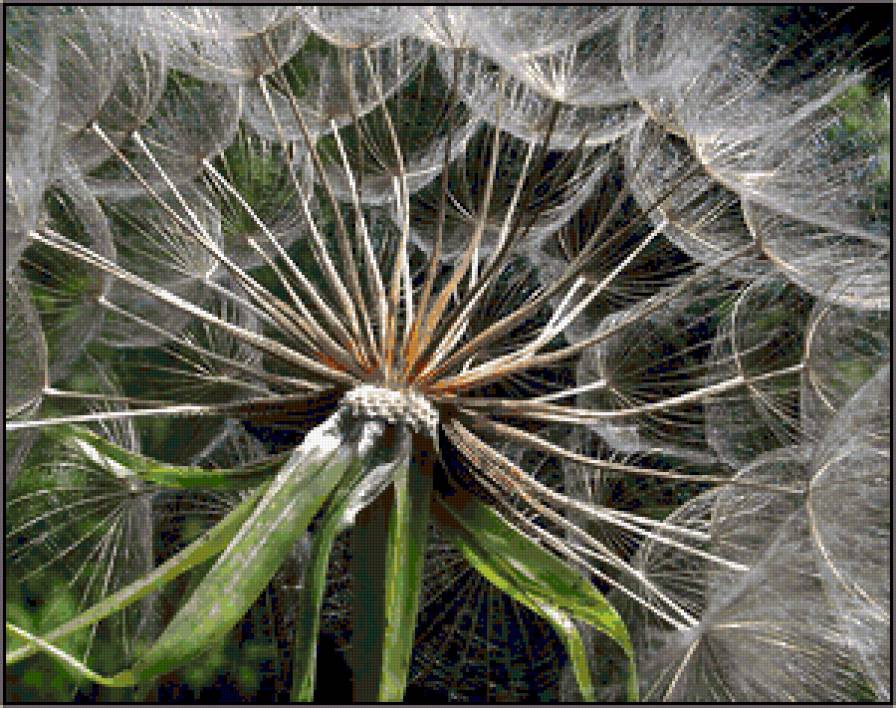 цветы - предпросмотр