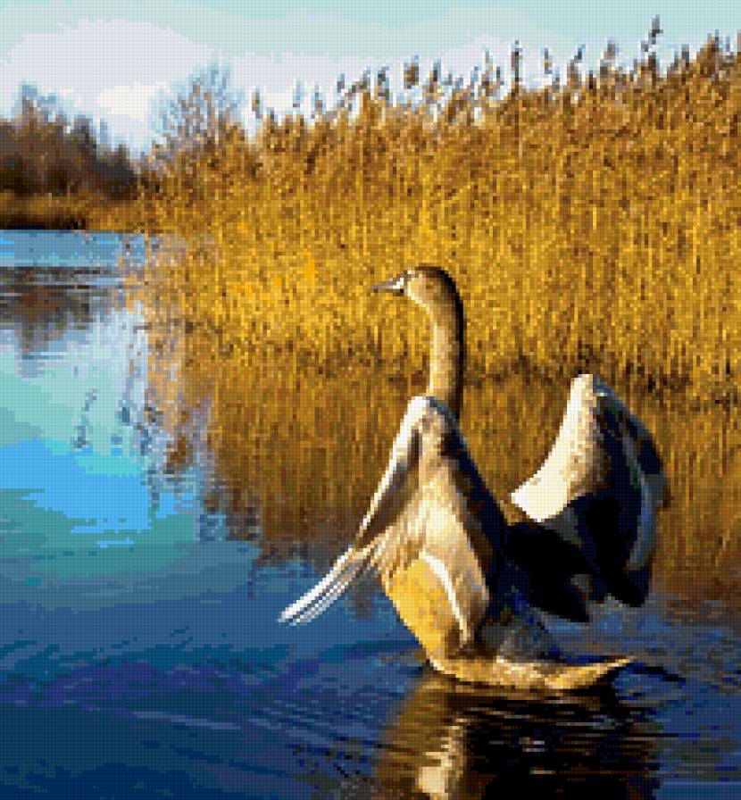 гусь - вода, птица - предпросмотр