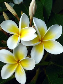 Магнолия - магнолия, цветы - оригинал