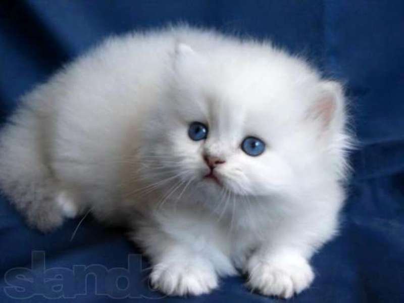 серия "кошки" - котик - оригинал