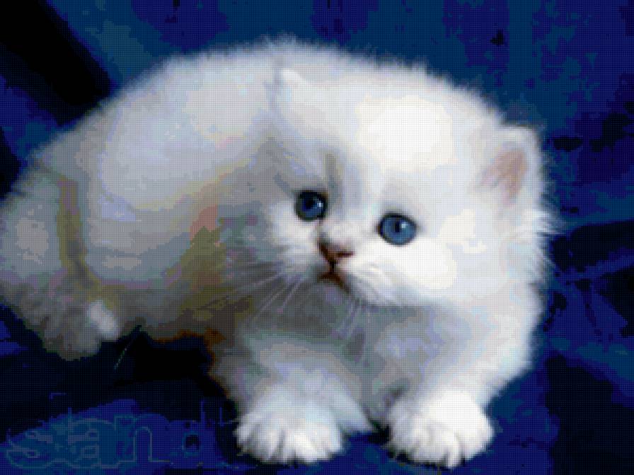 серия "кошки" - котик - предпросмотр