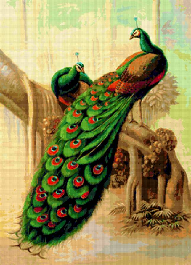 павлины - предпросмотр