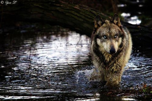 лунный волк - животные, волки - оригинал