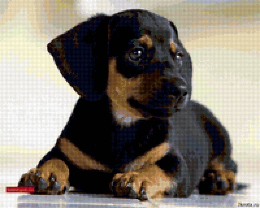 таксочка - природа.животные. собака. щенок. такса - предпросмотр