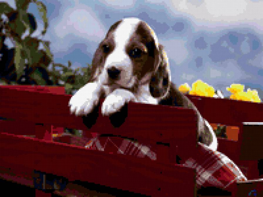 чалик - природа. животные. собака. щенок - предпросмотр