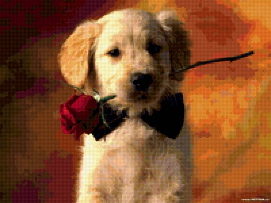 джентельмен - природа.животные.собака.щенок.роза - предпросмотр