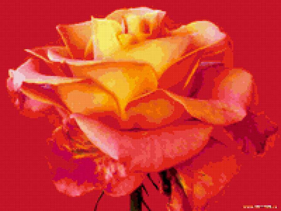 Роза королева - розы, цветы - предпросмотр