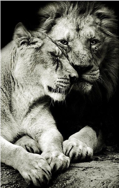 львы - любовь, лев, животные - оригинал