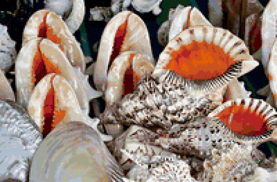 ракушки - раковины, ракушки, море, отпуск - предпросмотр