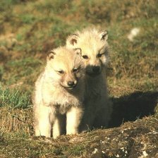 Схема вышивки «волчата»