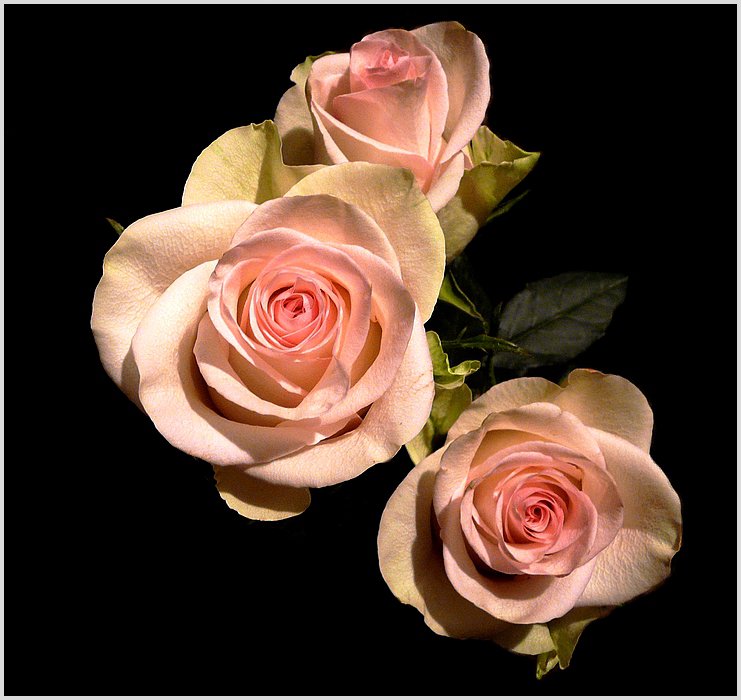 розы - цветы, на черном - оригинал