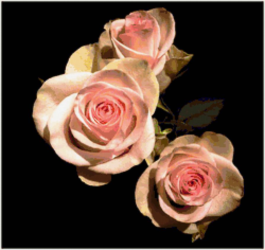 розы - на черном, цветы - предпросмотр