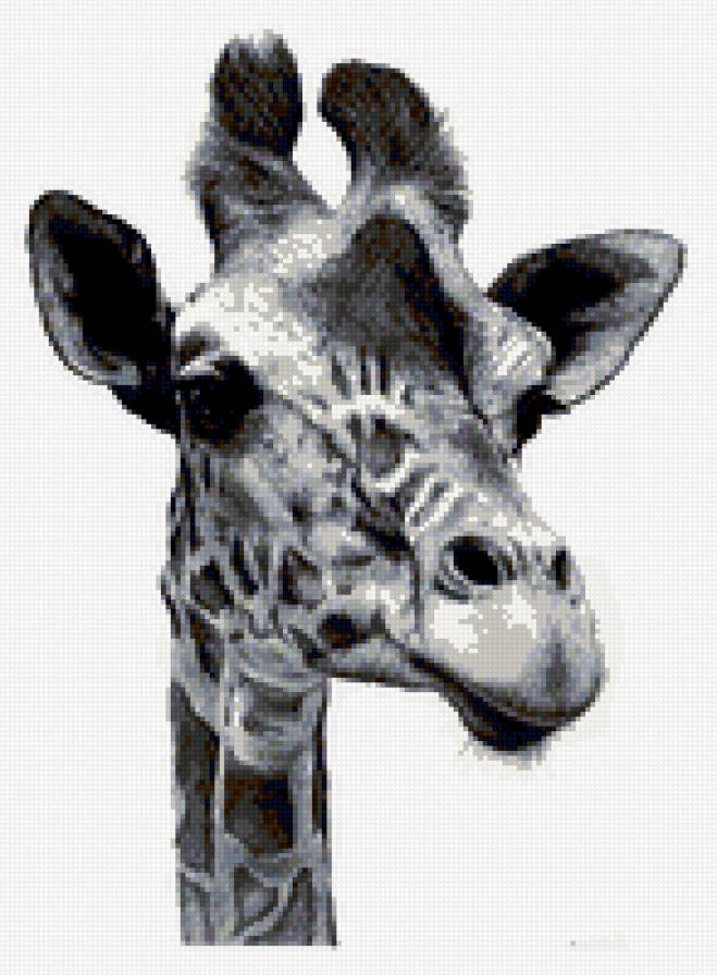 серия в черно-белом. жираф - природа. животные. жираф - предпросмотр