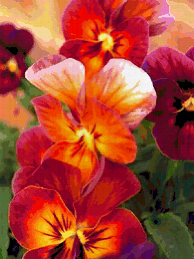 Цветы - анютины глазки цветы букет - предпросмотр