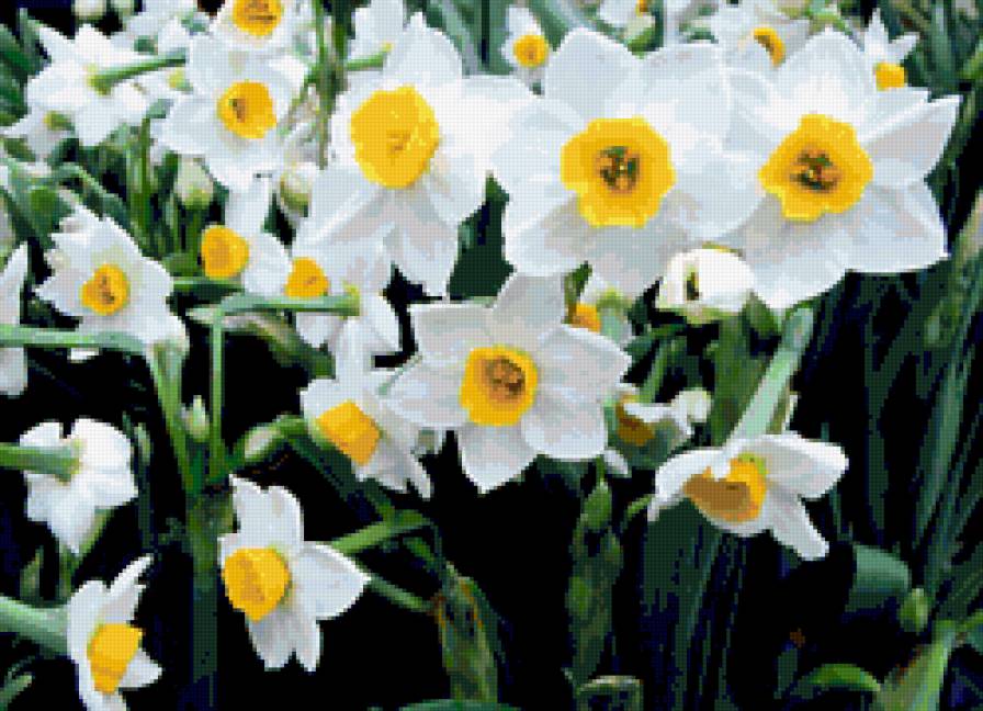 Нарцысы - цветы, нарцысы - предпросмотр