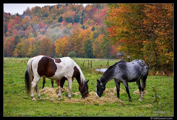 лошадь - оригинал