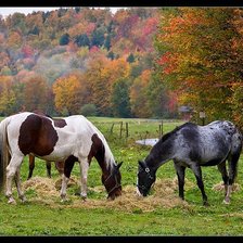 Схема вышивки «лошадь»