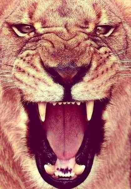 Лева - лев - оригинал