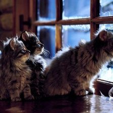 Схема вышивки «cats»