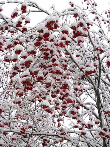 птицы - оригинал