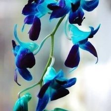 Схема вышивки «орхидея»