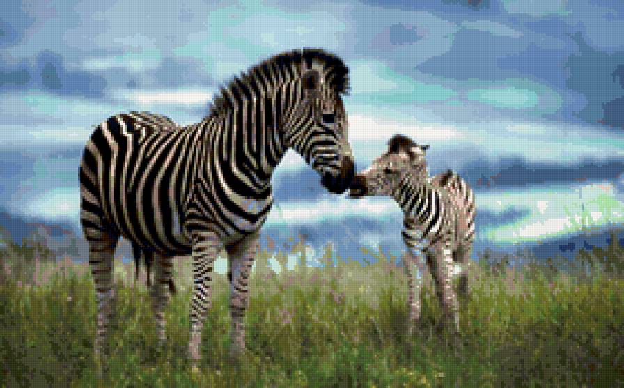 Зебры - зебра, животные - предпросмотр