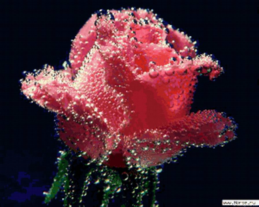 Розы - цветы, розы - предпросмотр