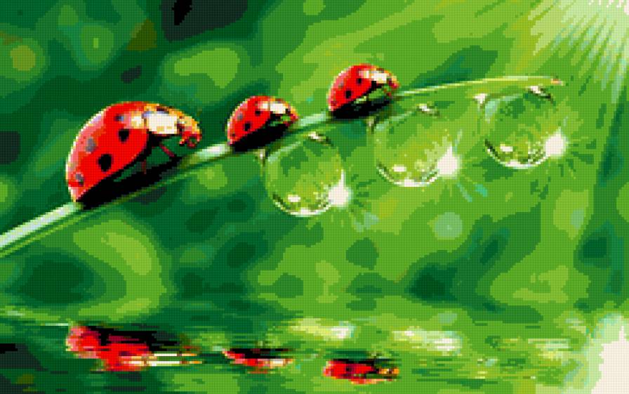 Семейка - роса, божьи коровки - предпросмотр