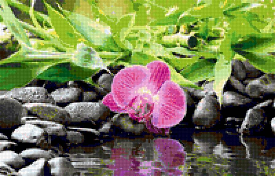 №343487 - орхидея, вода, роса - предпросмотр