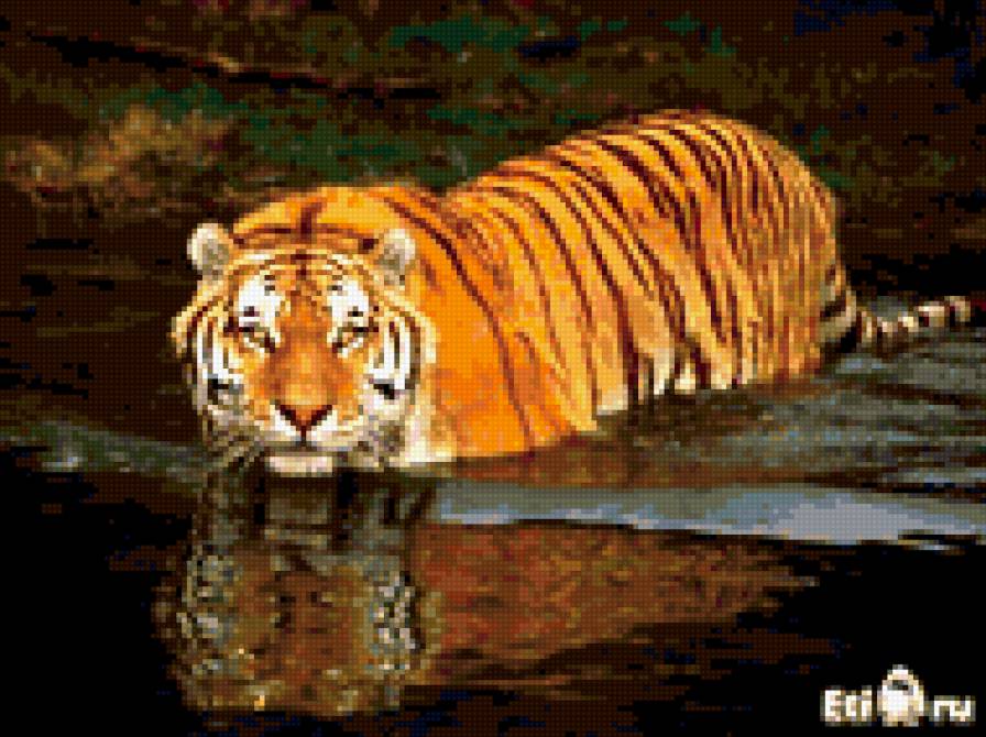 тигр плывёт - животные, тигр - предпросмотр