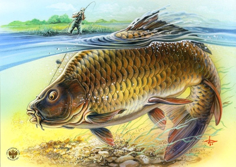 №343926 - оригинал