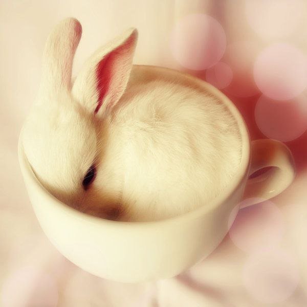 кролик в чашке - кролик - оригинал