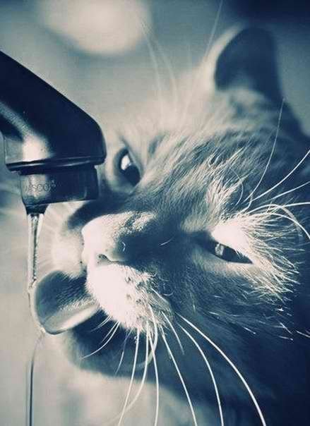 жажда - кот, вода - оригинал