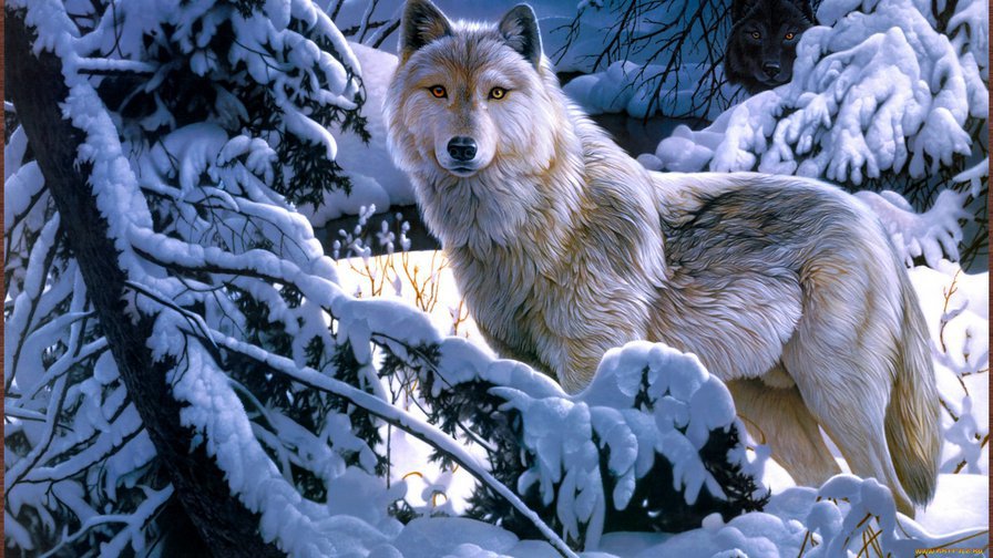Белый волк - животные, волк - оригинал