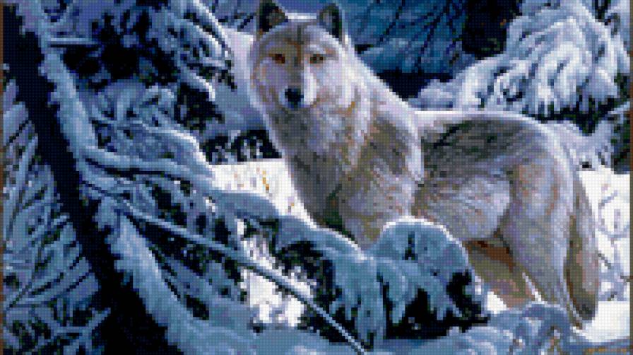 Белый волк - волк, животные - предпросмотр