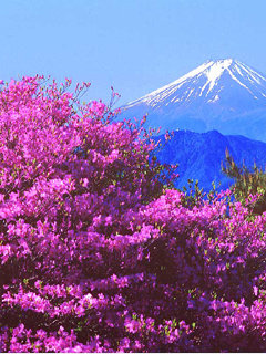 №344160 - цветы, горы - оригинал