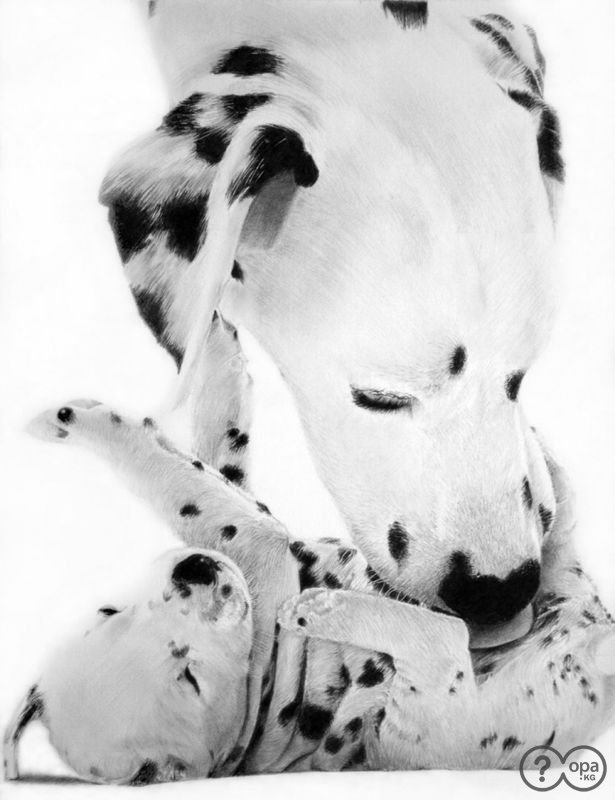 серия в черно-белом. далматинцы - оригинал