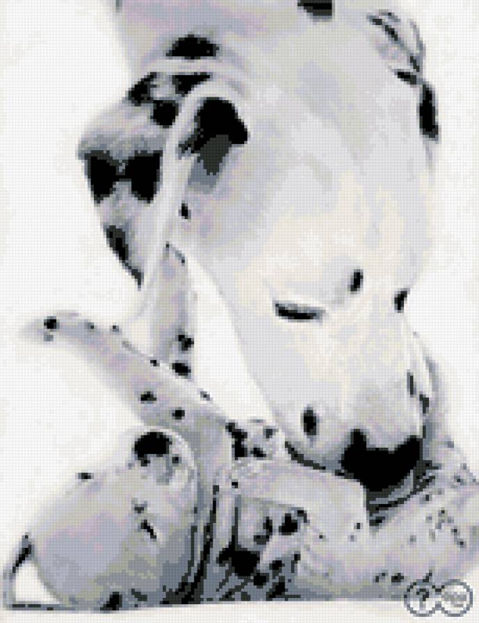 серия в черно-белом. далматинцы - предпросмотр