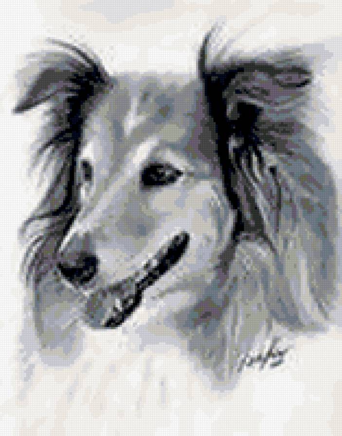 серия в черно-белом. колли. - природа.животные. собака. колли - предпросмотр