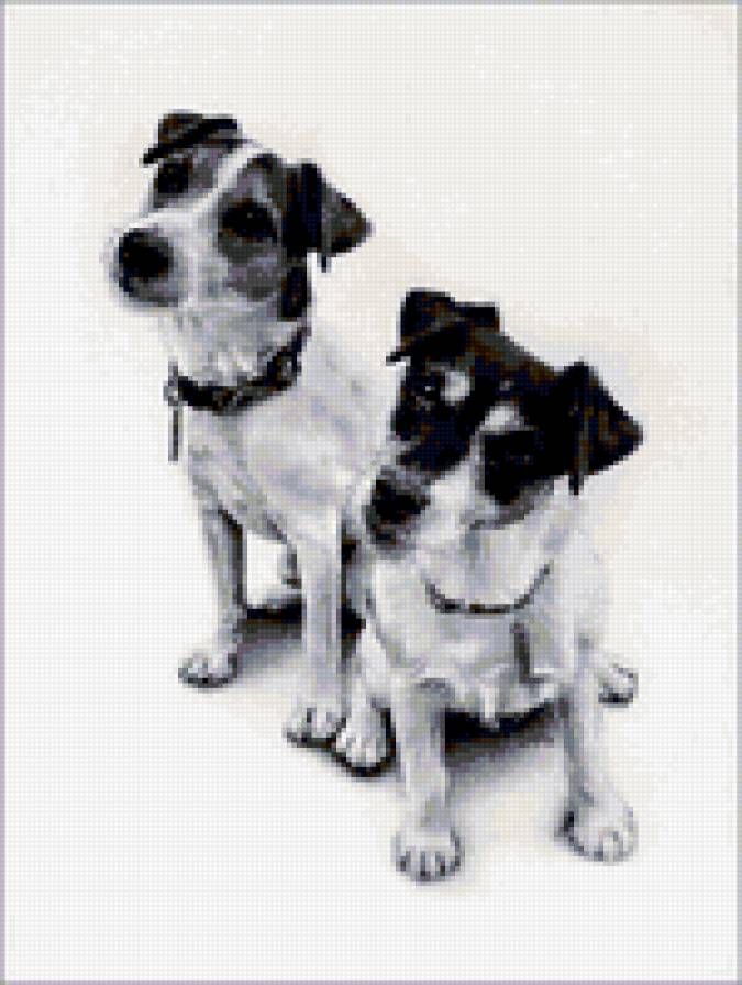 серия в черно-белом. терьеры - природа. животные.собаки. - предпросмотр