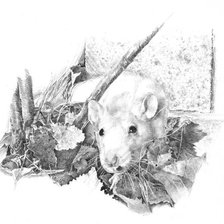 серия в черно-белом. крыска