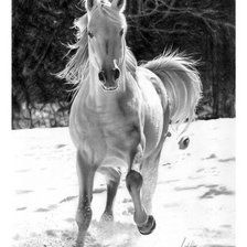 Схема вышивки «серия в черно-белом. лошадь»