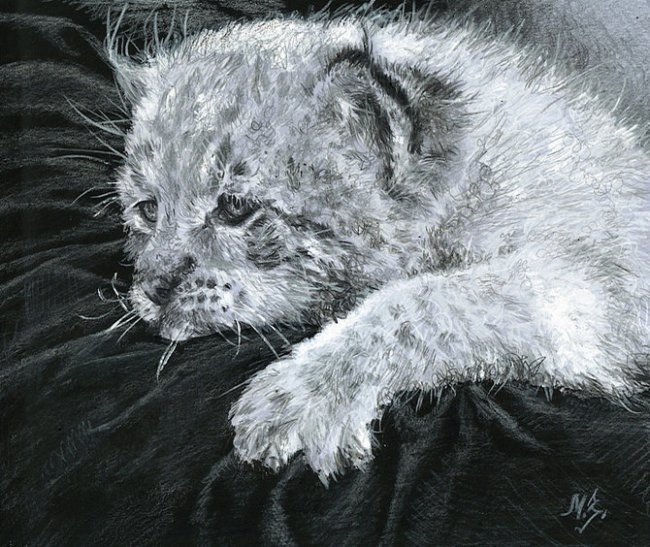 серия в черно-белом. маленький хищник - природа. животные. кошка. хищник - оригинал