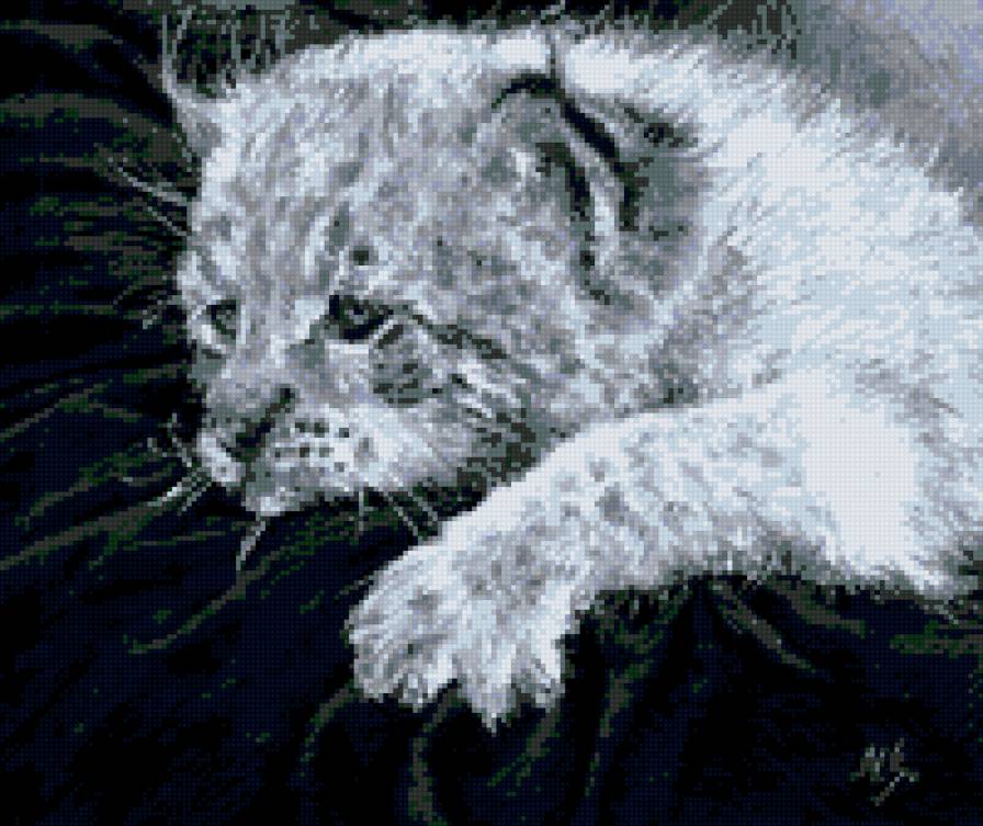 серия в черно-белом. маленький хищник - природа. животные. кошка. хищник - предпросмотр