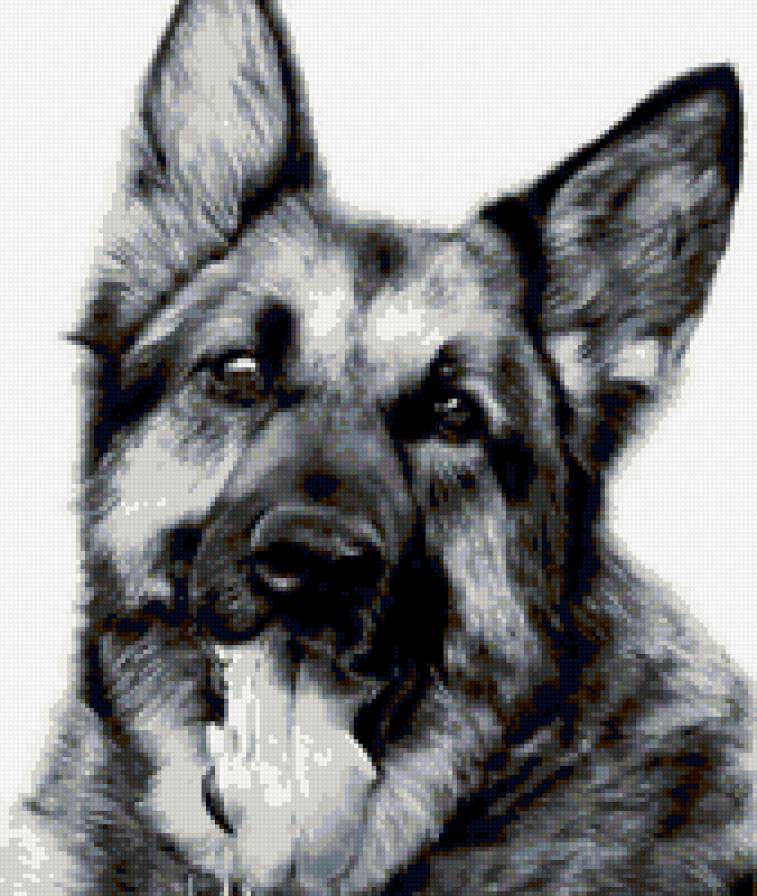 серия в черно-белом. овчарка - природа. животные. собака. овчарка - предпросмотр