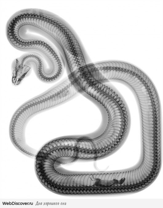 серия "внутрення красота" 8 - змея, кости, рентген, скелет - оригинал