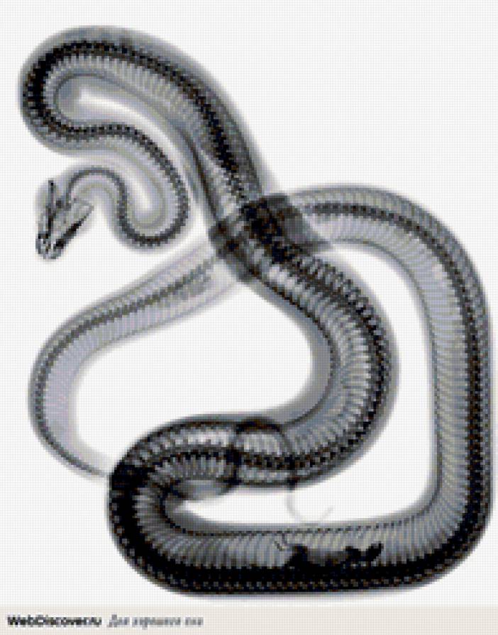 серия "внутрення красота" 8 - рентген, змея, кости, скелет - предпросмотр