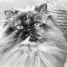 серия в черно-белом. персик