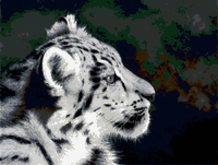 серия в черно-белом. барс - природа. животные. кошка. барс - предпросмотр