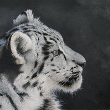 серия в черно-белом. барс